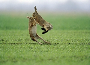 European Brown Hare - two boxing European Brown Hare - two boxing
