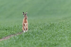 European / Brown Hare - buck standing up on back