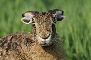 European Brown HARE - close-up with ears back