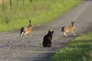 Carnivora Gallery: European Brown Hare - domestic cat watching two