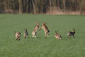 Austria Prints: European / Brown Hare - fighting in mating season - Austria