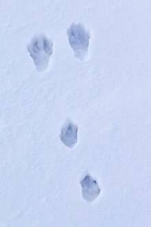 New images january/european brown hare footprint snow