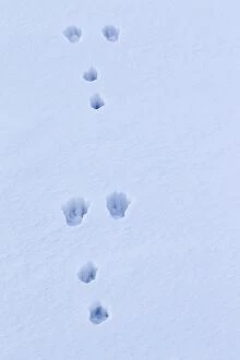 European Brown Hare footprint in snow