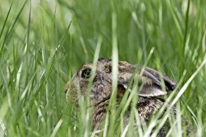 Images Dated 7th July 2006: European Brown Hare. France