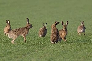 Images Dated 23rd September 2010: European / Brown Hare - in mating season