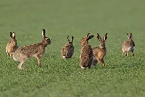 Austria Prints: European / Brown Hare - in mating season - Austria