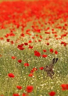 Austria Prints: European / Brown Hare - in poppy field