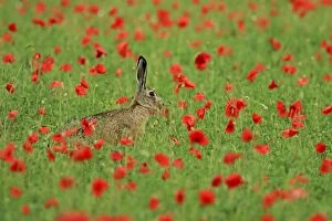 Images Dated 1st June 2014: European / Brown Hare in Poppy meadow