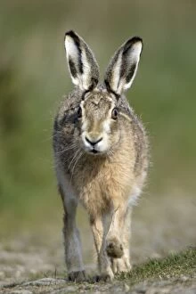 European Brown Hare - Running