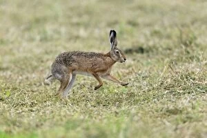 Images Dated 19th July 2012: European / Brown Hare - running across a field - in the rain