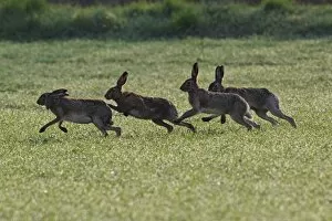 Images Dated 23rd September 2010: European / Brown Hare - running - in mating season - Austria