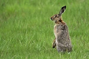 European Brown HARE standing upright