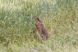 Images Dated 19th July 2012: European / Brown Hare - stretching up on hind legs
