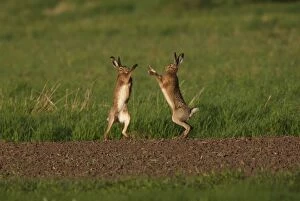 Images Dated 27th April 2012: European / Brown Hares - fighting in mating season