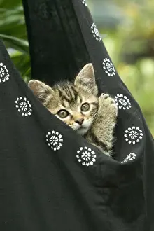Pet Carriers Prints: European brown Tabby Cat - Kitten in carrier