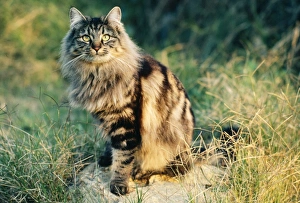 Images Dated 26th August 2005: European Cat