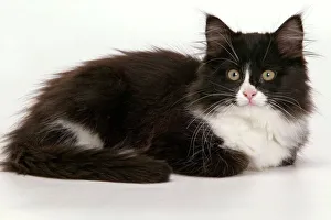 Images Dated 6th January 2005: European Cat - Black & White