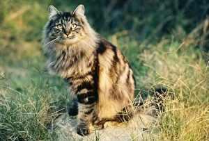 European Cat - long haired tabby cat
