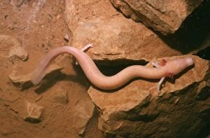 Images Dated 27th April 2004: European Cave Salamander / Olm Croatia