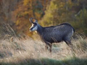 Images Dated 20th October 2012: European Chamois - buck in Autumn
