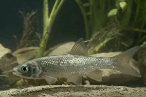 Images Dated 29th August 2009: European Chub - in habitat
