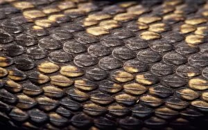 European / Common ADDER - Close up of scales