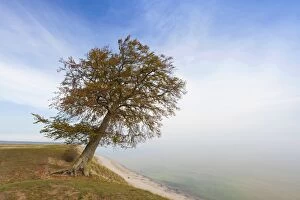 Beeches Gallery: European / Common Beech  solitary tree at
