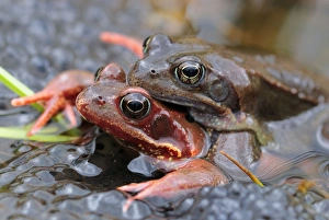 Images Dated 7th March 2007: European Common Frog - amplexus with spawn - Switzerland