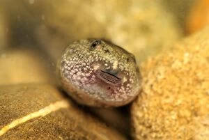 European Common Frog - tadpole - close-up of face