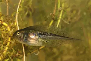 European Common Frog - tadpole - Switzerland