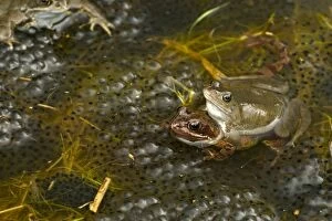 Images Dated 5th March 2004: European Common Frogs - Mating - Pair in amplexus - The common frog is one of the most widespread