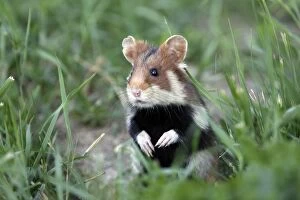 European / Common hamster - In grass