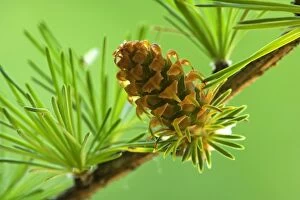 European / Common Larch young and green cone Spring