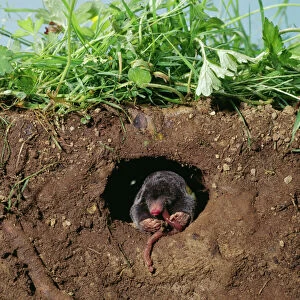 Hole Gallery: European / Common MOLE - eats worm in hole underground