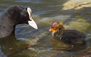 Images Dated 11th May 2015: European Coot