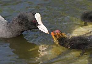Images Dated 11th May 2015: European Coot