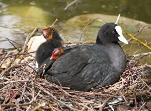 European Coot adult on nest with chicks urban pond