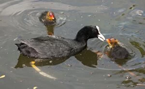 Images Dated 13th May 2015: European Coot chicks being fed pond snails urban pond