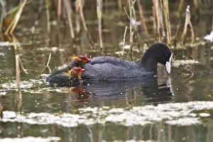 Coots Prints: European Coot - with chicks. Marquenterre Marsh - Bay of Somme - France