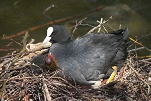 Atra Gallery: European Coot on nest with eggs & chick urban pond. European Coot on nest with eggs & chick urban