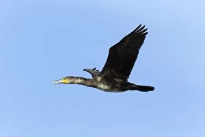 European Cormorant - in flight - in winter plumage