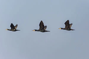 Images Dated 11th February 2019: European Corrmorant - three in flight, Island of Texel, The Netherlands Date: 11-Feb-19