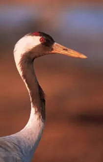 Cranes Prints: European Crane USH 360 Spring time, Sweden. Grus grus © Duncan Usher / ardea. com