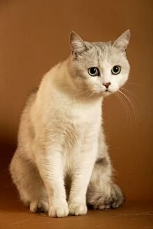 European cream shorthair cat - sitting