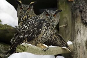 Images Dated 1st March 2006: European Eagle Owl - pair on branch in winter Bavaria, Germany
