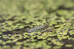 European Edible Frog - adult frog in pond among Duckweed - Germany European Edible Frog - adult frog in pond among