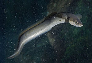 Bellow Water Collection: European eel, Anguilla anguilla. Inhabits all types of habitats from streams to shores of large