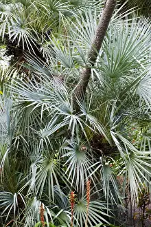 Canary Islands Prints: European Fan Palm - Botanical Gardens - Puerto de la Cruz - Tenerife - February