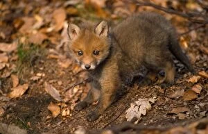 Images Dated 26th February 2007: European Fox - cub
