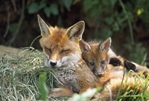 Images Dated 26th February 2007: European Fox - with cub at den